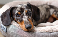 Best Dog Beds for Dachshunds 2025: Reviews + Buying Guide