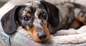 Best Dog Beds for Dachshunds