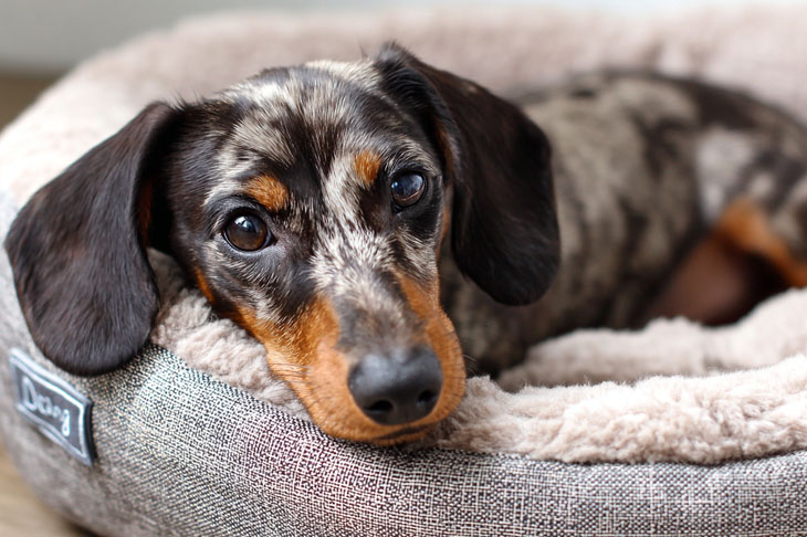 Best Dog Beds for Dachshunds 2025: Reviews + Buying Guide