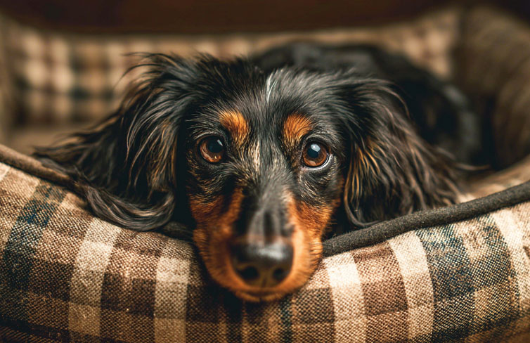 Best Dog Beds for Dachshunds