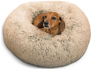 Best Dog Beds for Dachshunds